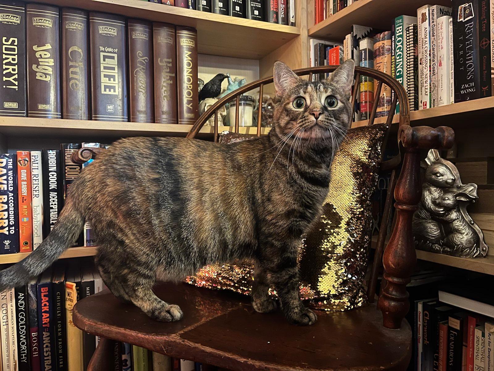 a tabby cat standing on a chair in front of a bookshelf a tabby cat standing on a chair in front of a bookshelf